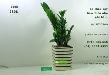 Kim Phát Tài là loại cây dễ chăm sóc, dễ lớn, không yêu cầu cao về điều kiện dinh dưỡng.